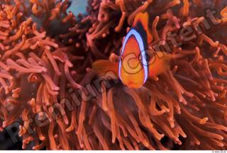 Philippines - Underwater life 0019